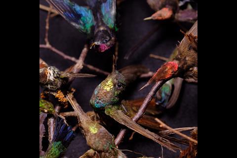 An image showing taxidermy hummingbirds, showing iridescent or ‘structural’ colours